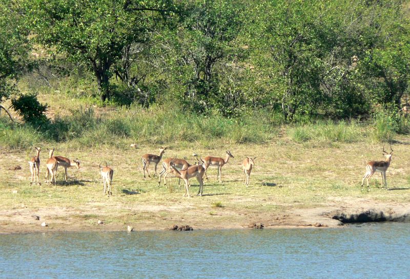 JAR 047_gaz.JPG - Gazelí pohoda u jezírka.